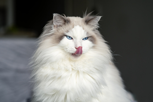 Funny ragdoll cat with a tongue