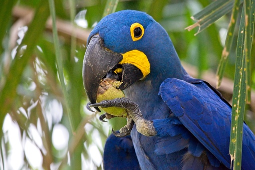 Closeup of blue Hyacinth macaw (Anodorhynchus hyacinthinus) feeding on fruit Transpantaneira, Pantanal, Brazil.