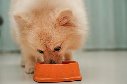close up on pet, small dog breed for pomeranian, it standing on the granite floor and licking its bowl