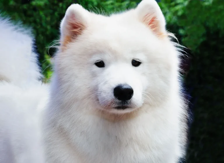 Samoyed-dog