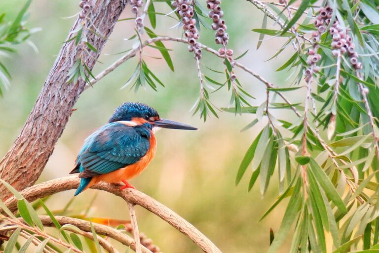 kingfisher-3159334_1280