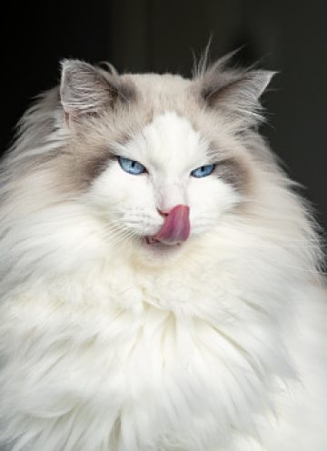 Funny ragdoll cat with a tongue